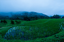 写真：天城（長野）地区棚田